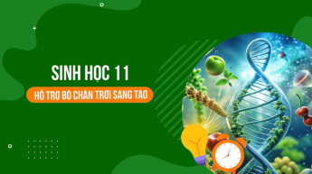 Sinh học - Lớp 11 - Chân trời sáng tạo
